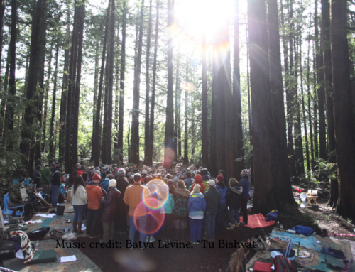 Tu B’Shvat: Be Like the Tree by Rabbi Zelig Golden